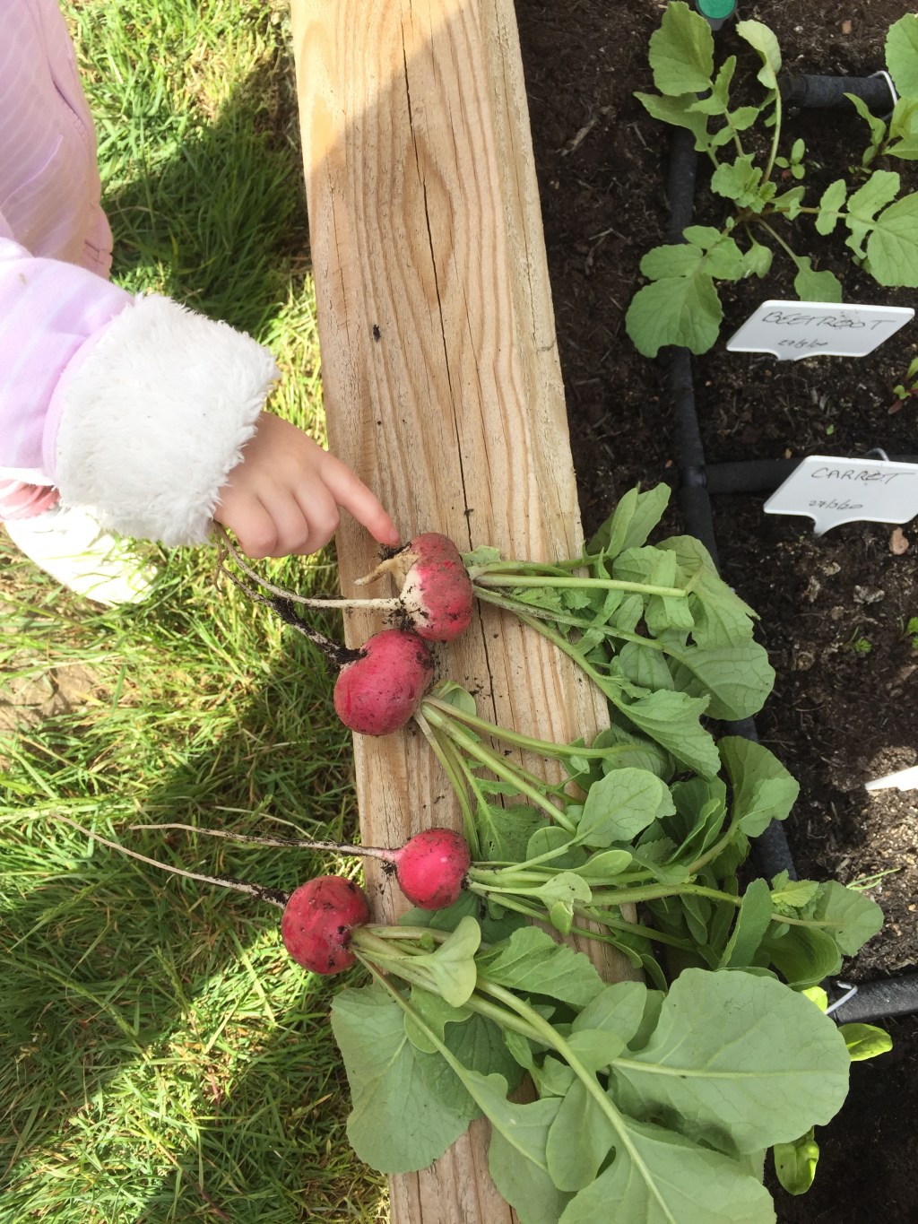 Growing Vegetables with&nbsp;Children