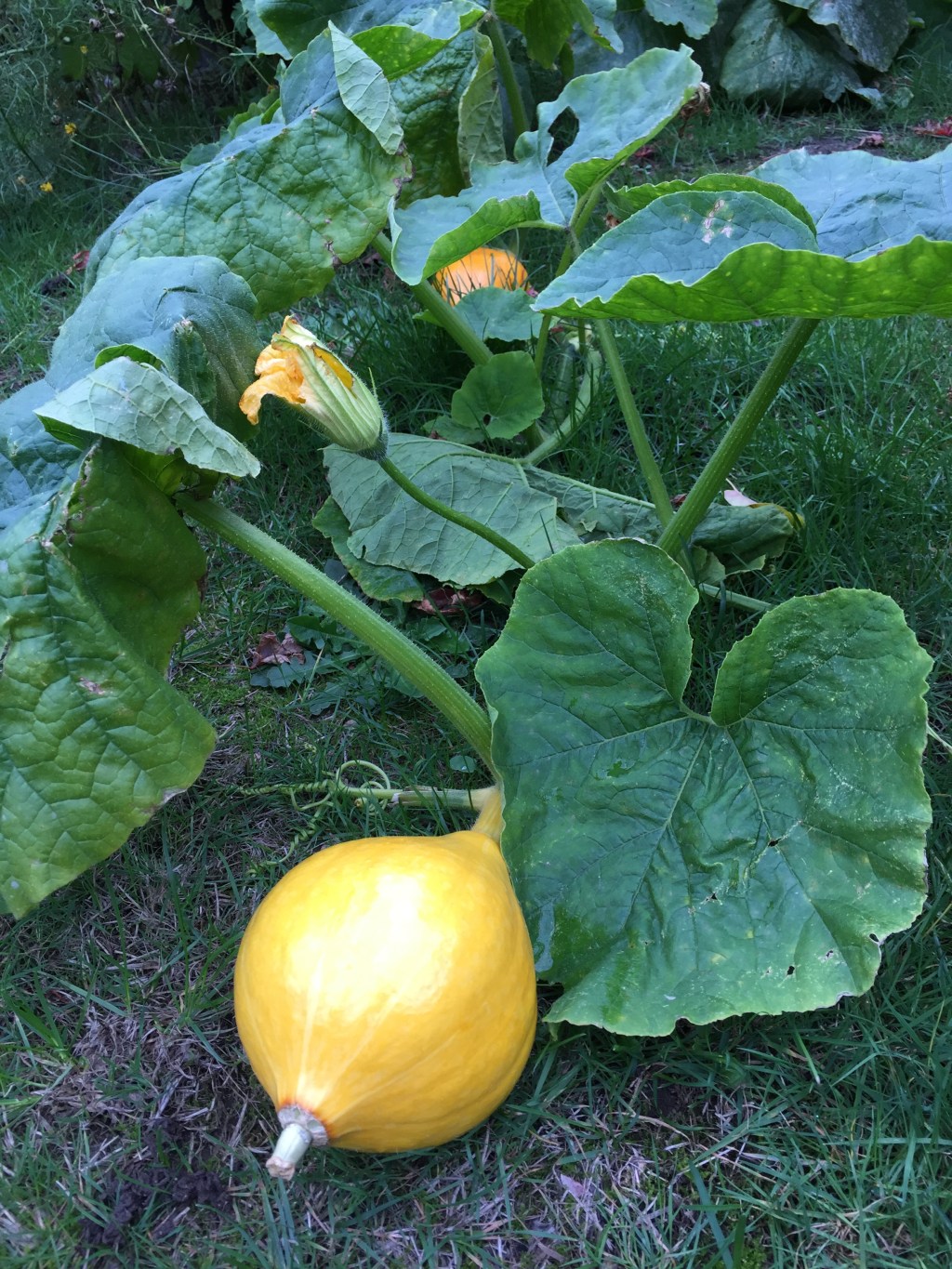 Vegetable growing for mental health