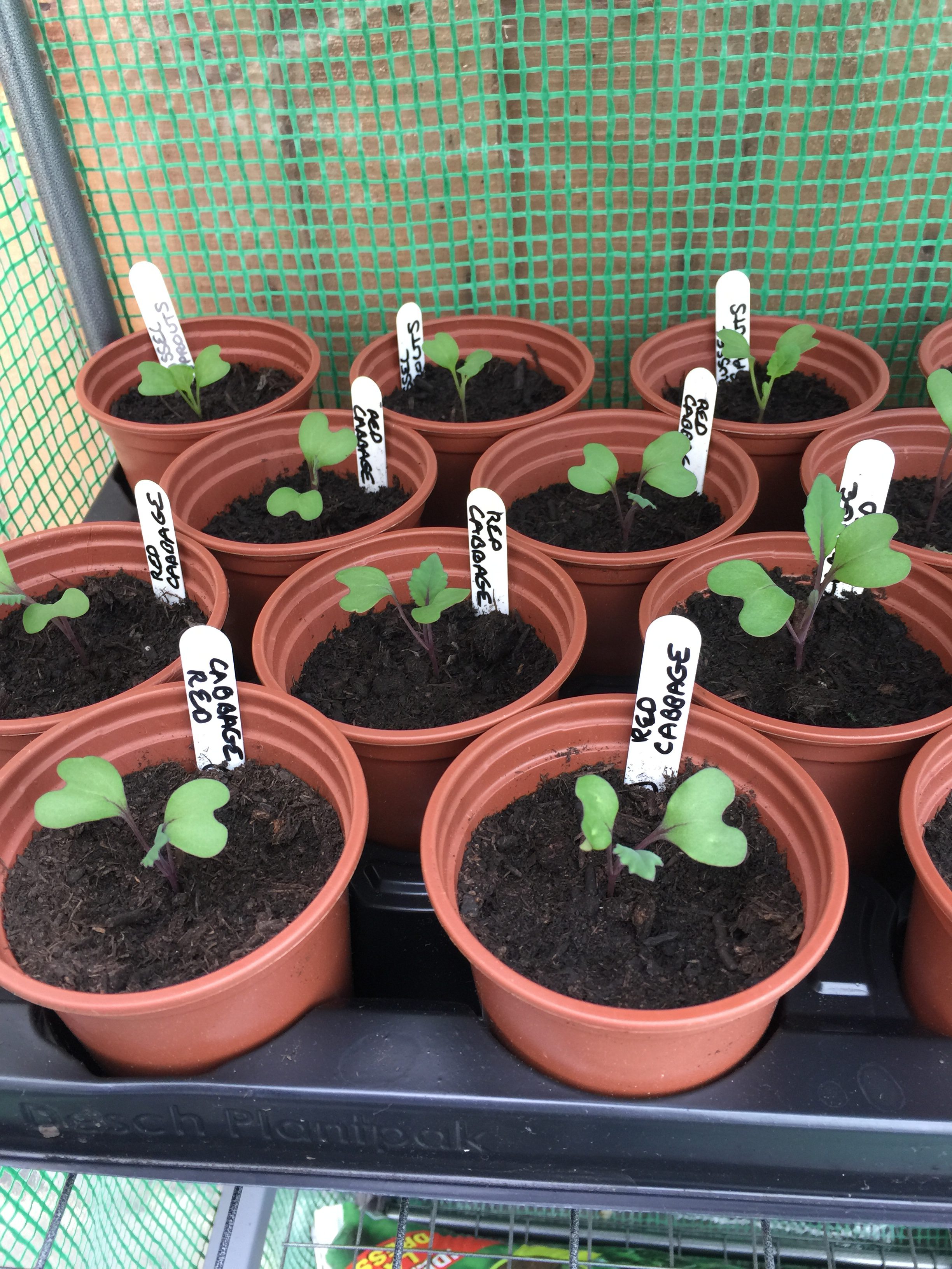 Red cabbage seedlings in a mini greenhouse