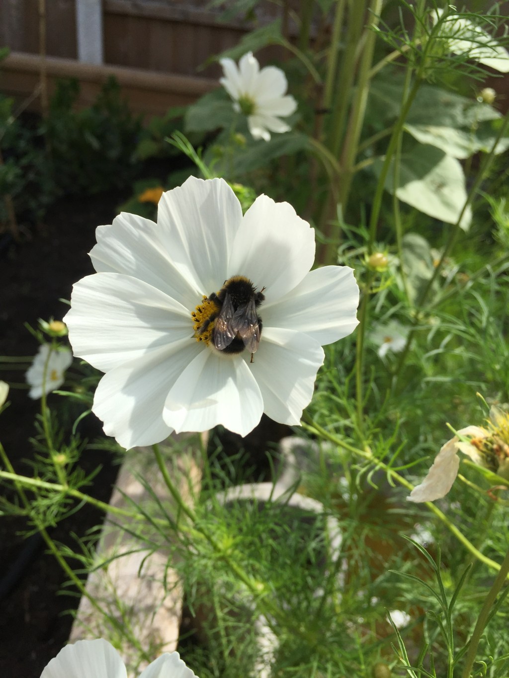 Free and Paid Courses on Wildlife and Nature