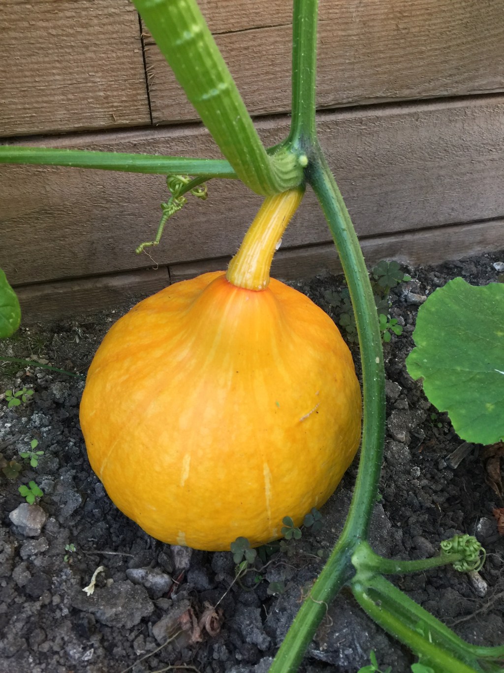 Growing Squash – There’s a monster in my&nbsp;garden