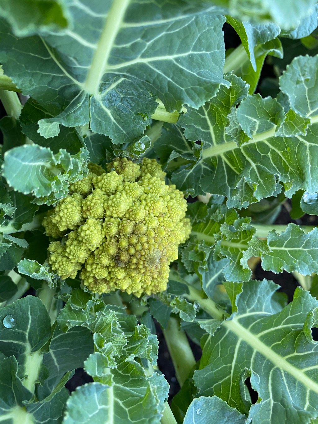 Growing Cauliflower Romanesco