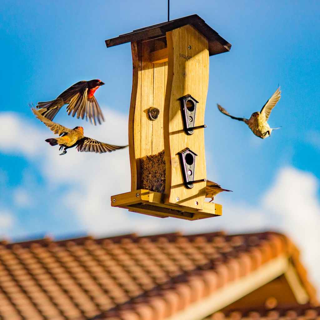 What’s on this weekend – RSPB Big Garden Bird Watch