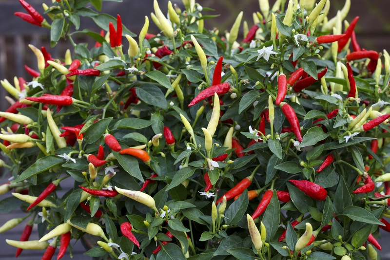 Feeling Hot Hot Hot, Chilli Peppers to buy for Valentines Day