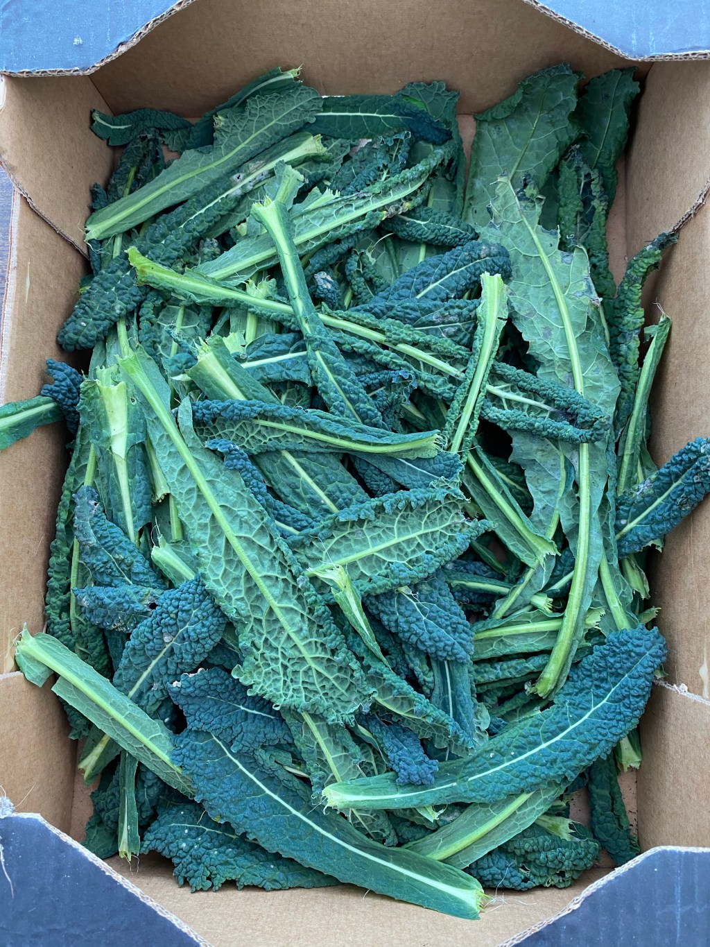 Jobs in the Vegetable Garden in&nbsp;February