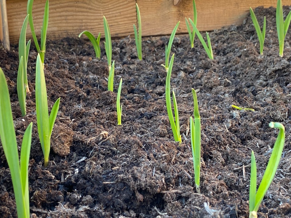 Garlic and Onions – Green Shoots to&nbsp;Spring