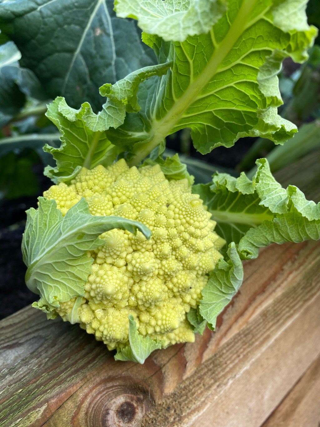 How to Harvest & Cook Cauliflower Romanesco