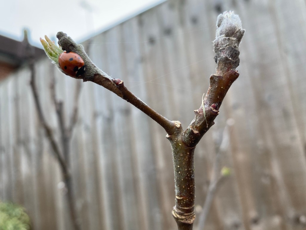 Seed Sowing on the Spring Equinox – March 20th