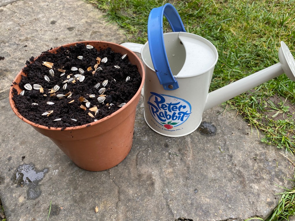 Sowing Sunflower Seeds with Children