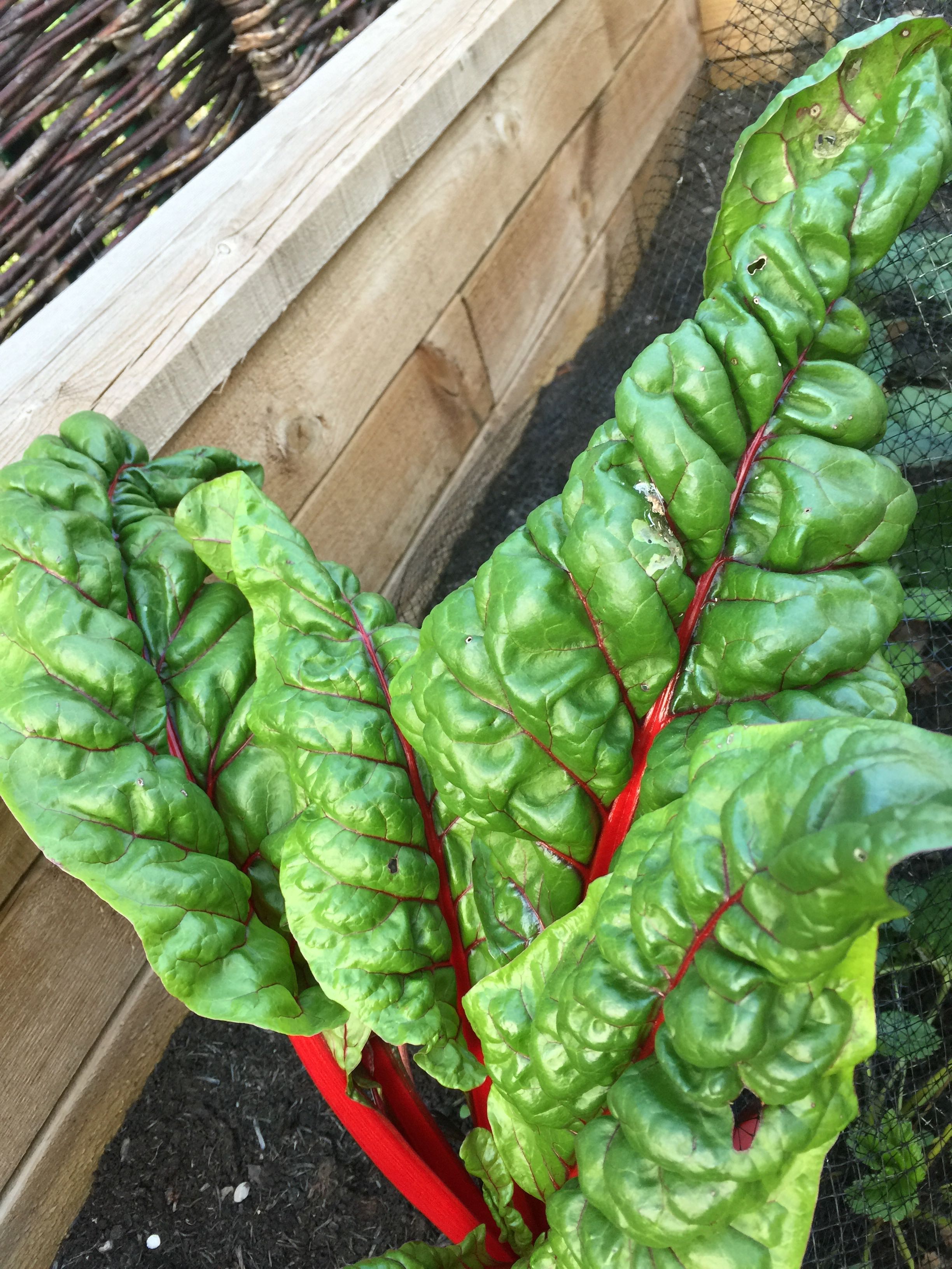 Striking red chard leaves