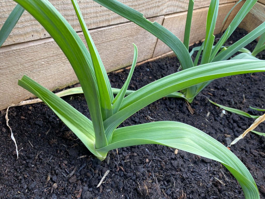 How to Plan Your Vegetable Plot – Part 3 – Choosing Vegetable&nbsp;Varieties