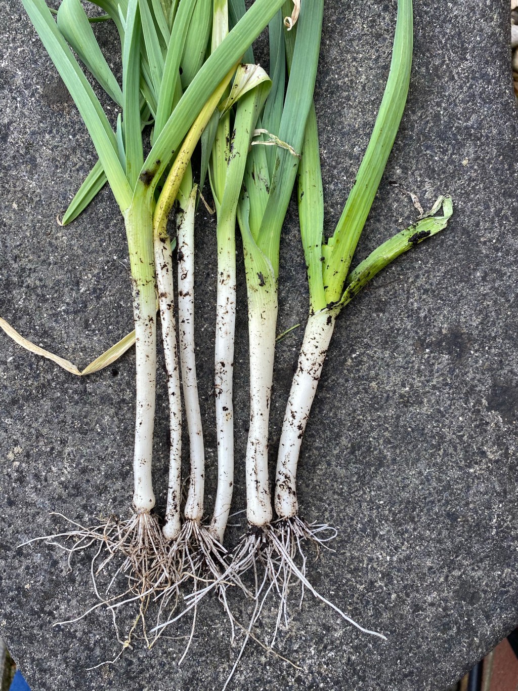 Leek (Spring Onions) Harvest in Early April