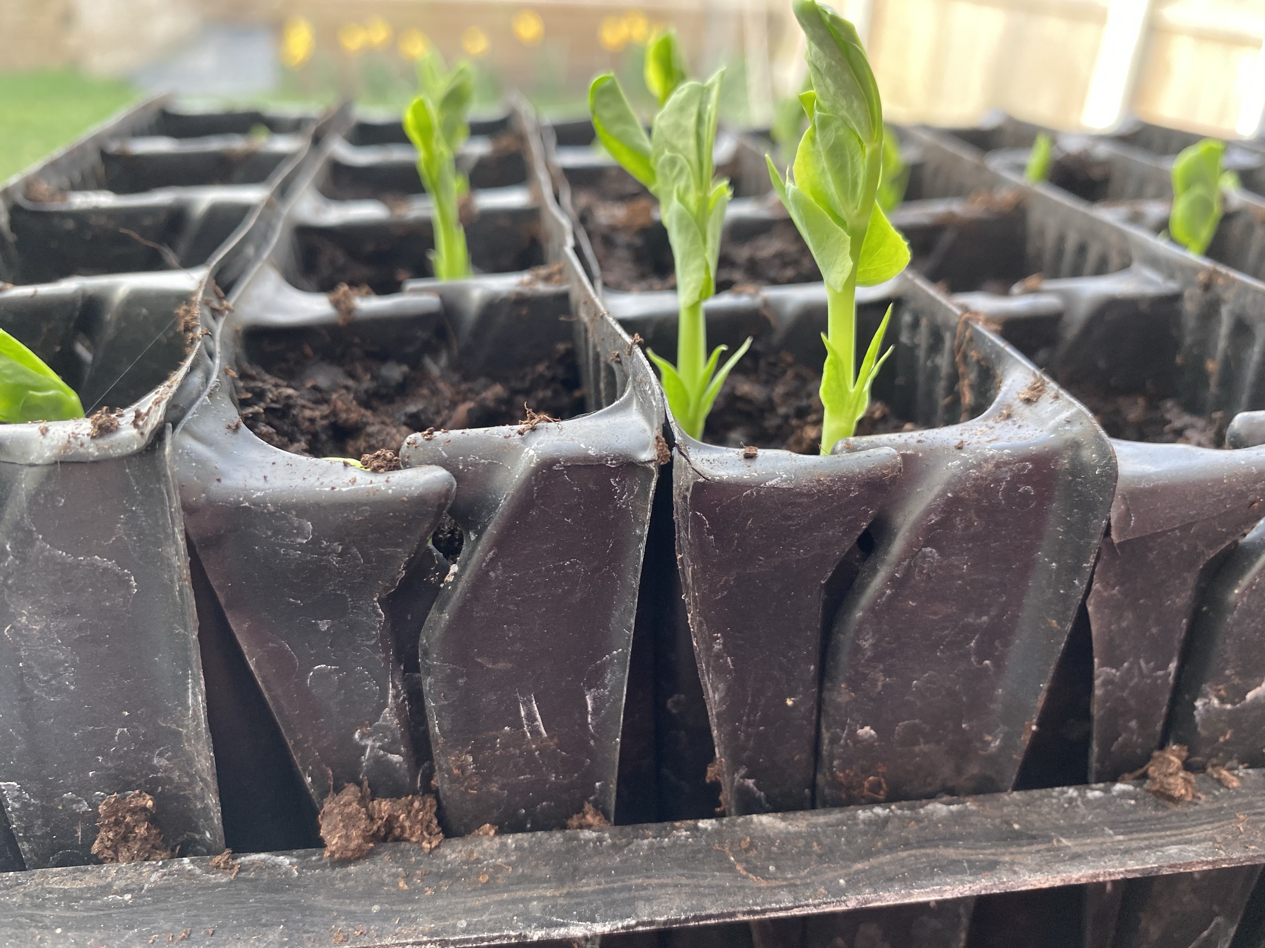 Long shot of pea shoots in root trainers