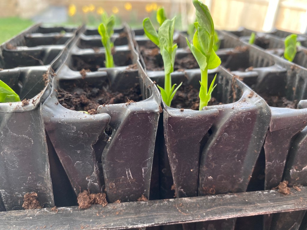 How to Sow Early Peas into Root Trainer Cells