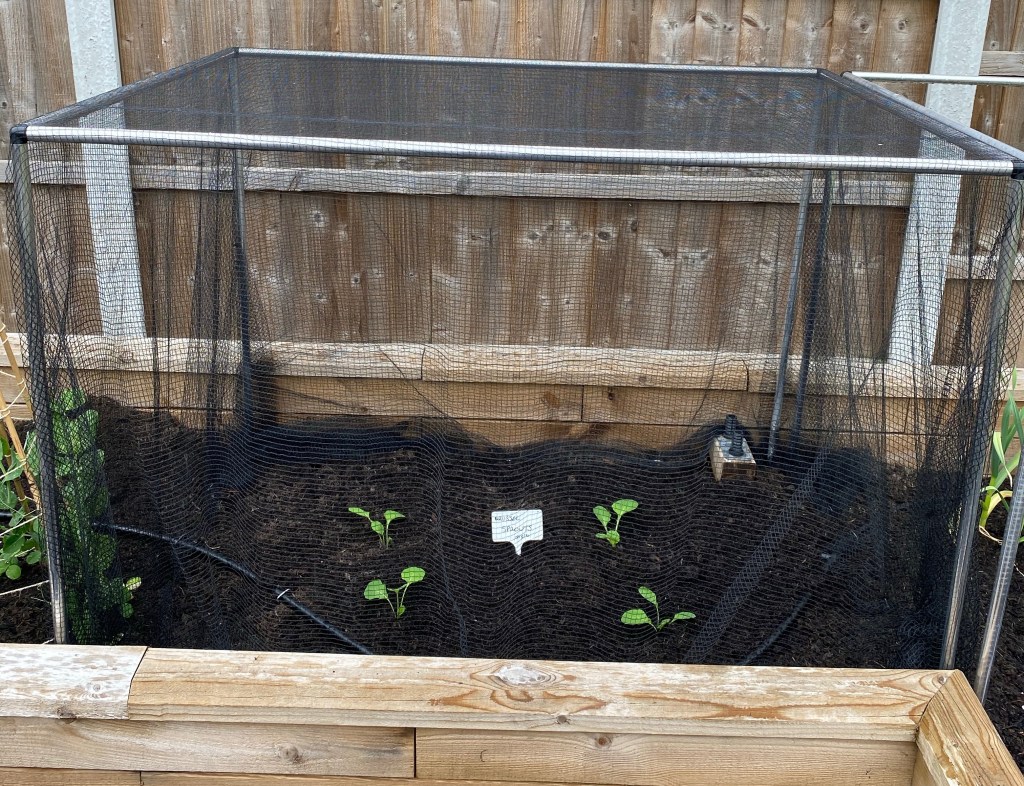 The ‘Keep Out the Cabbage White Butterfly’ Cage Trial for my Brussels Sprouts
