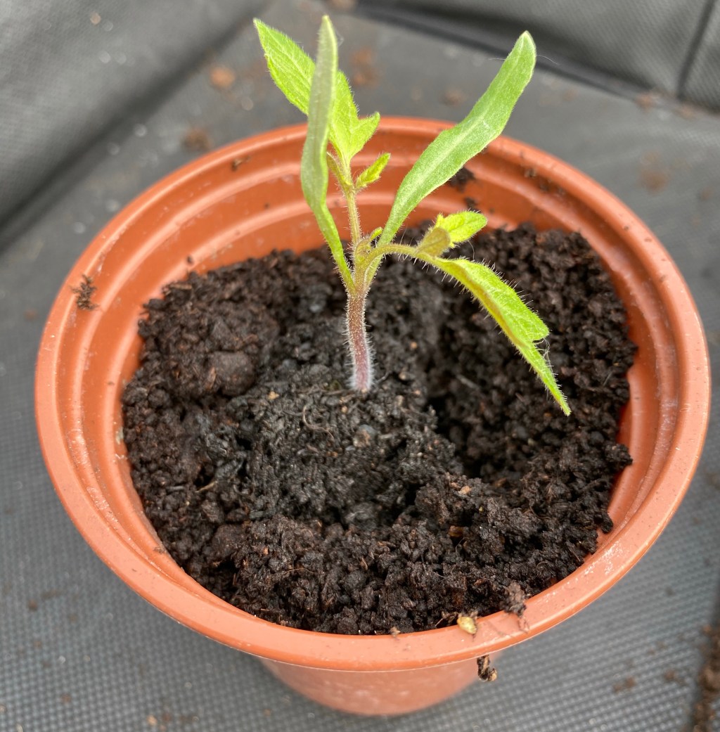 How to Pot on your Tomato&nbsp;Seedlings
