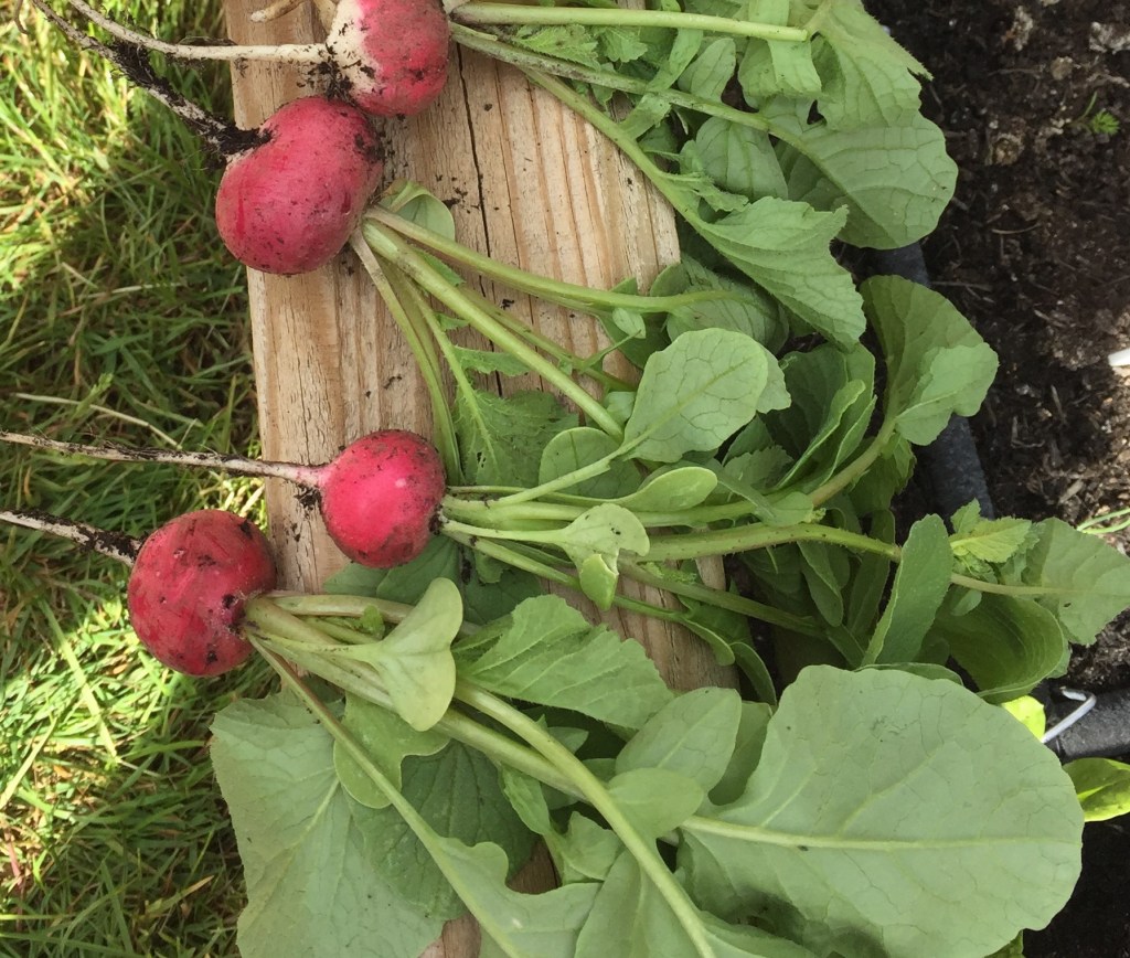 5 Easy Vegetables to Grow in May in your Garden