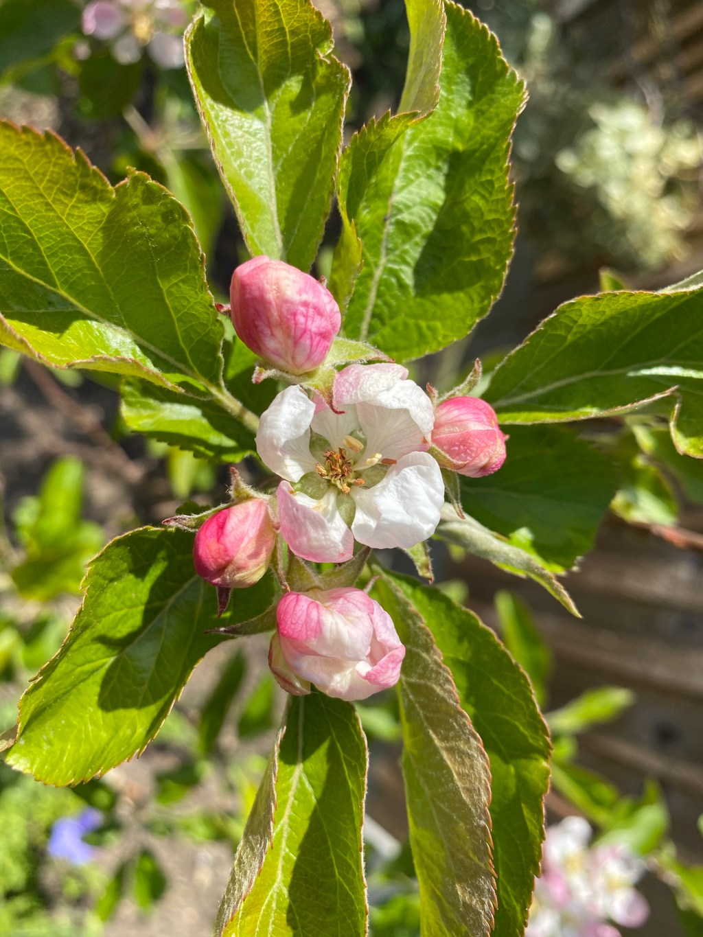 Spring Flowers of Fruit