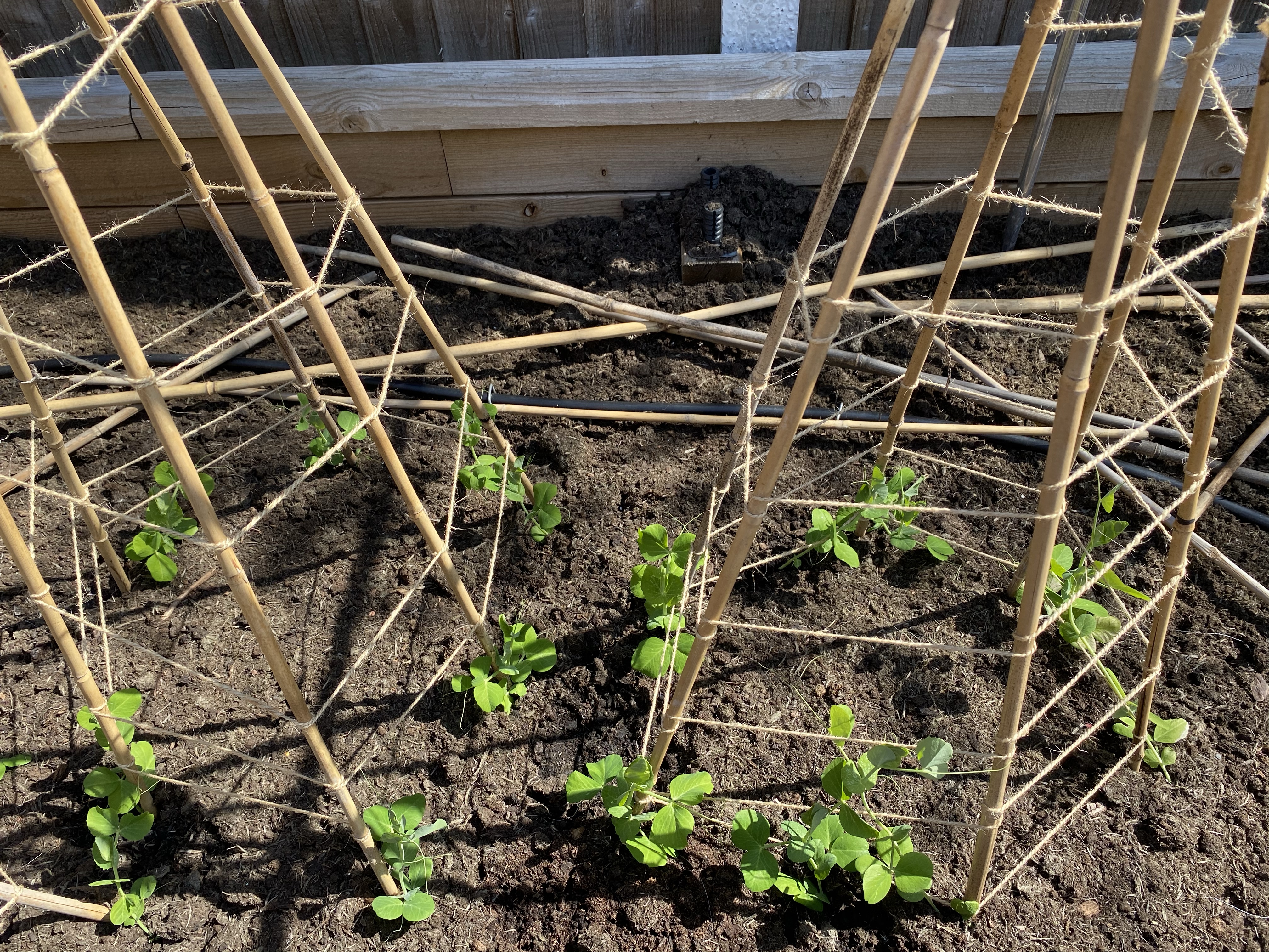 Peas planting at base of bamboo cane support