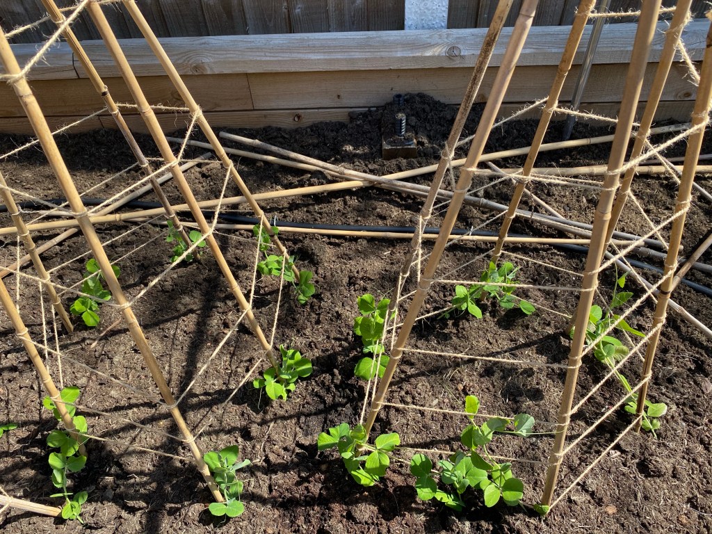 Week 2 in May – Vegetable Planting Progress