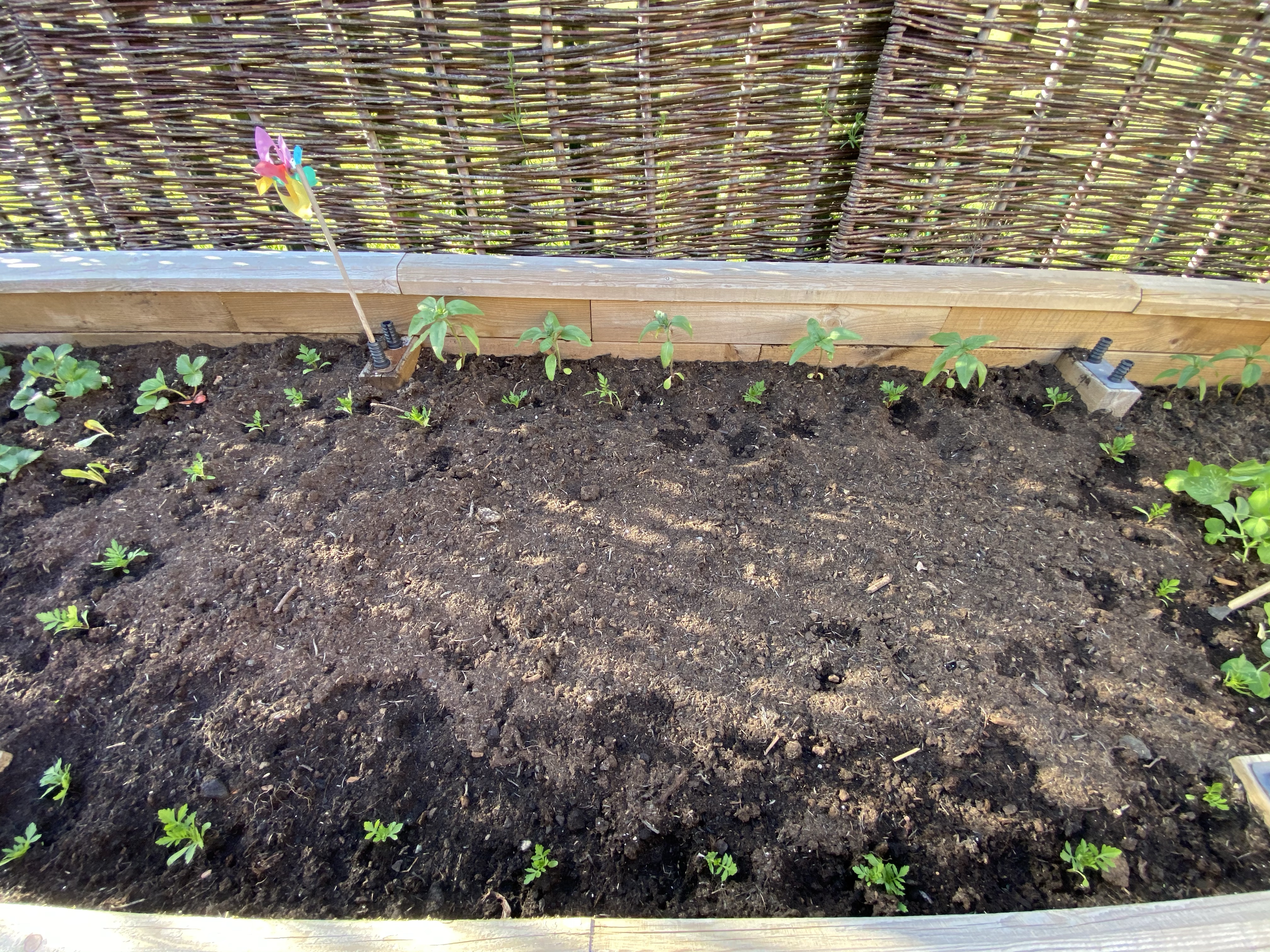 Tomatoes and marigolds ring of steel