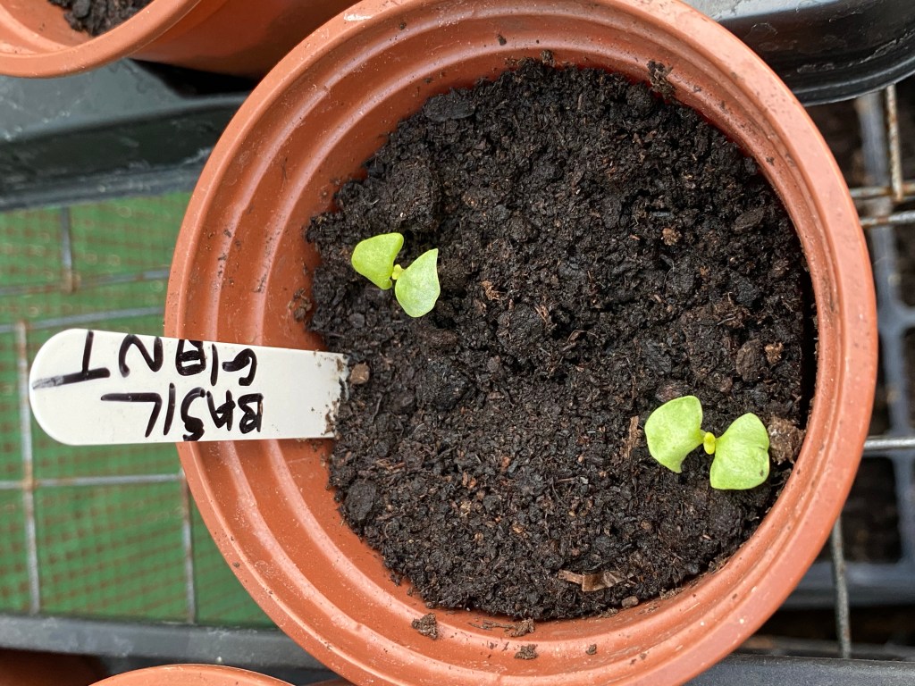 Week 4 in May – Vegetable Planting Progress