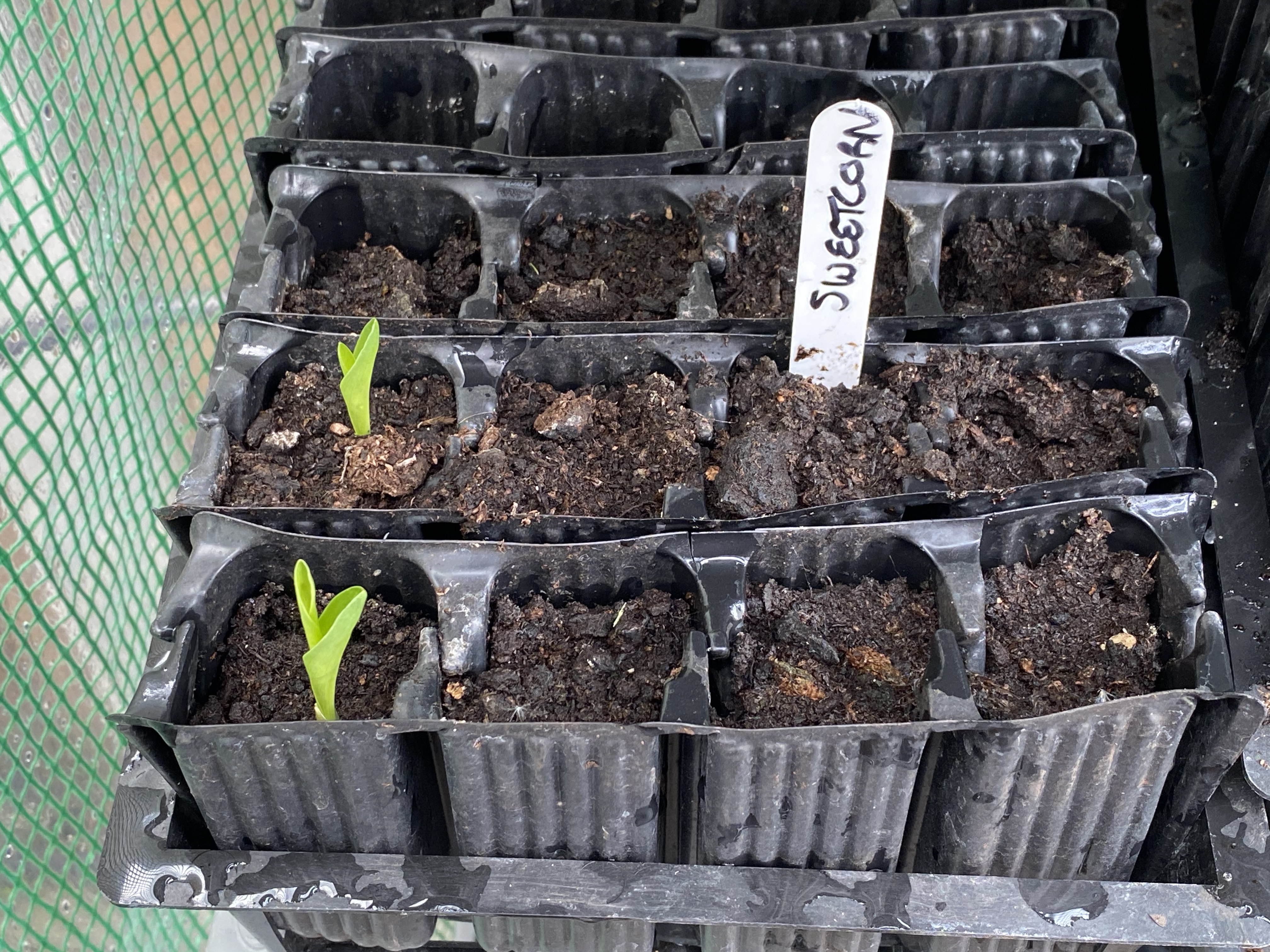 Sweetcorn seedlings
