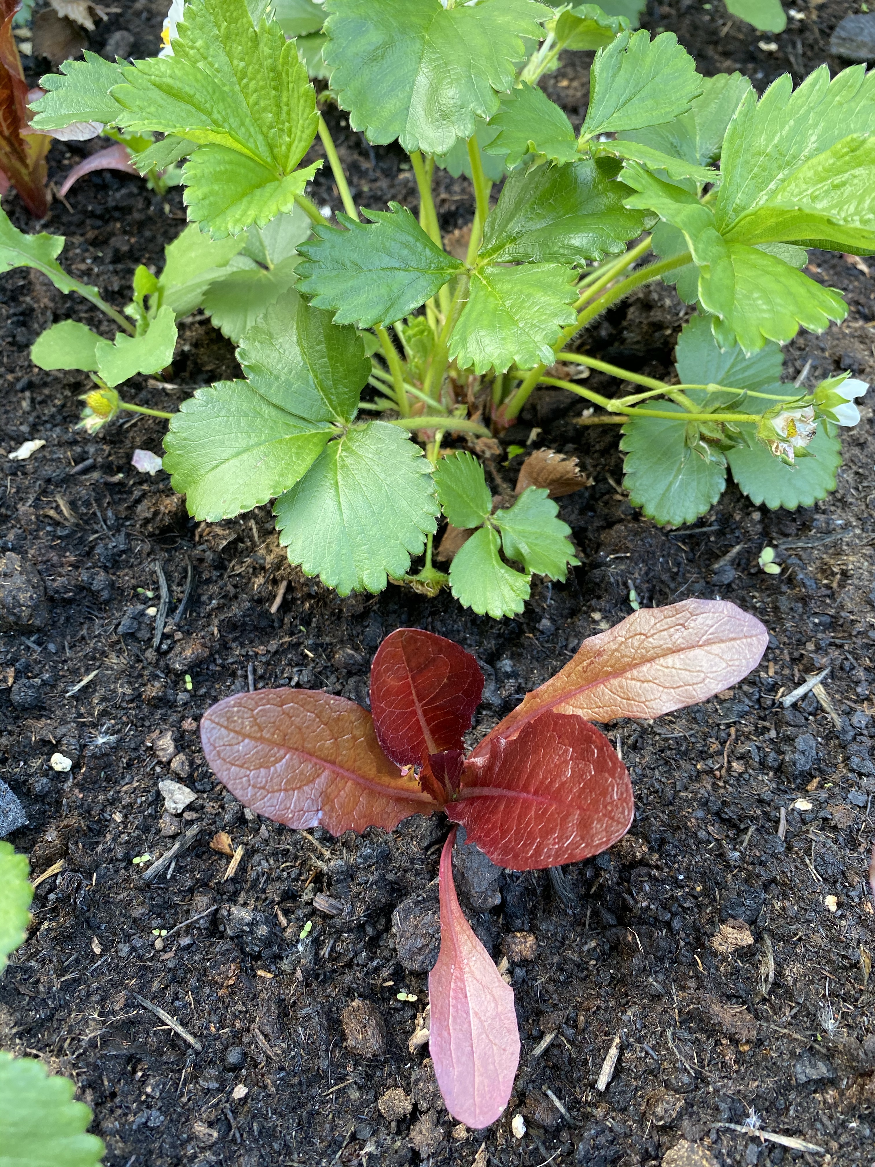 Red lettuce seedling
