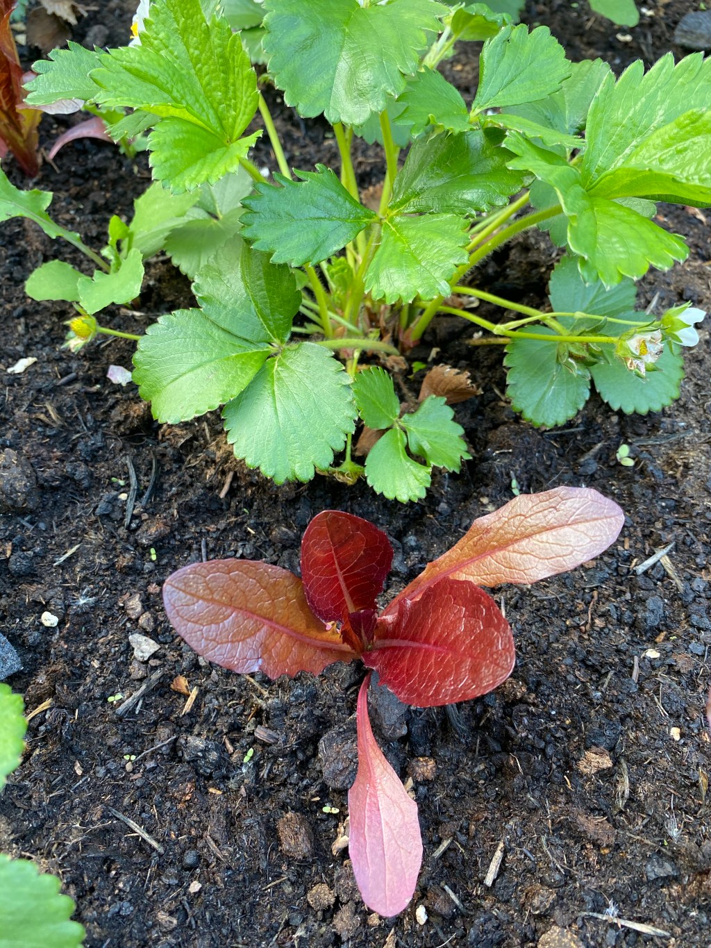 Space Saving in the Vegetable Garden – InterCropping