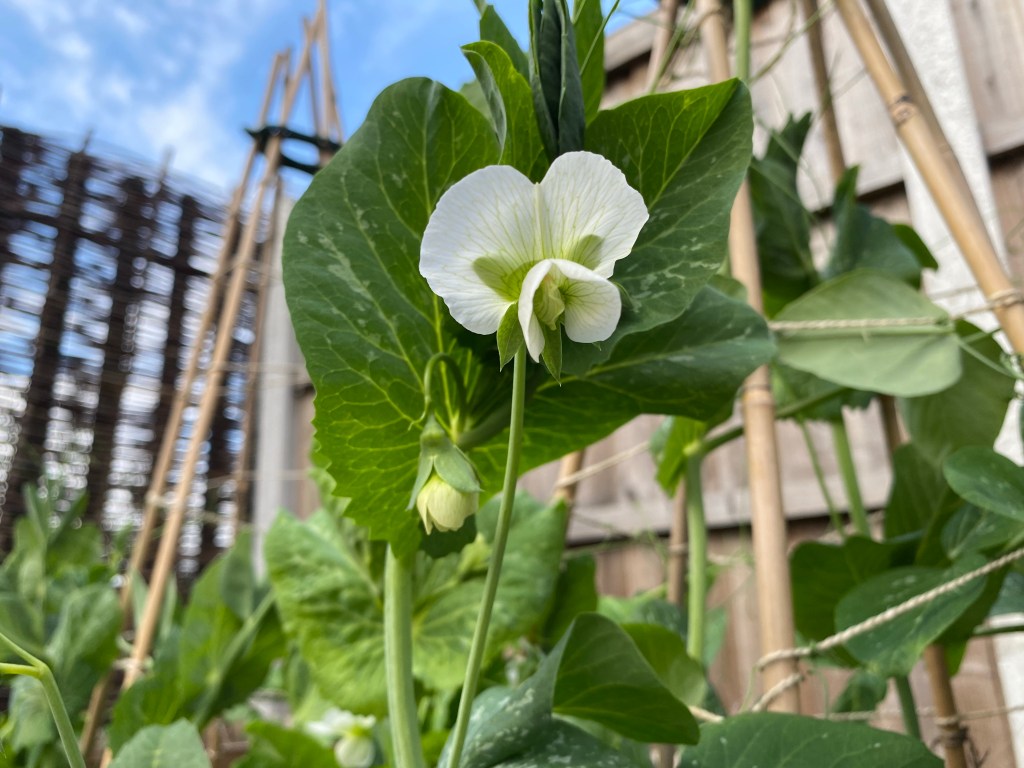 Pea flowers mean Pea Pods on the way