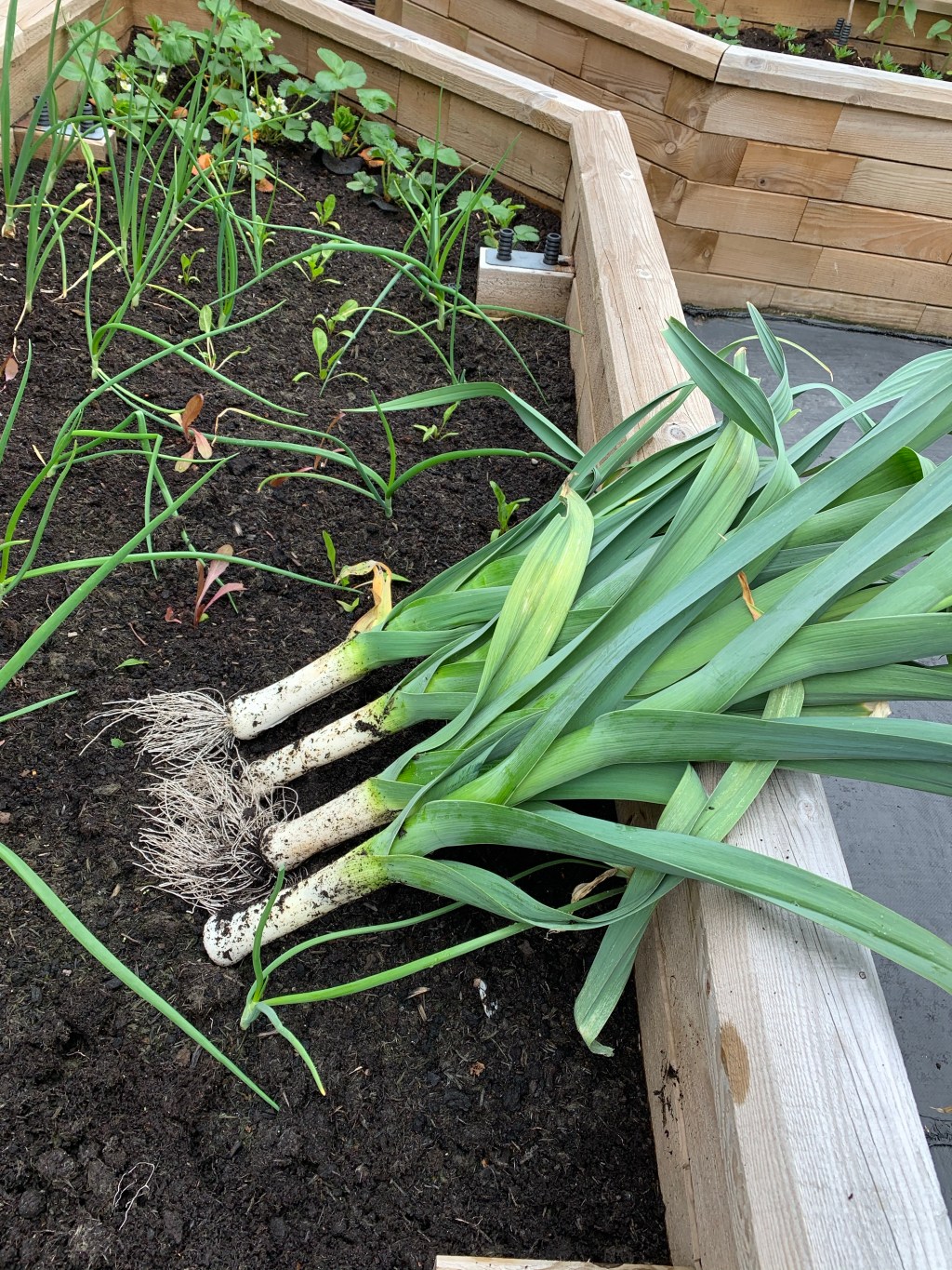 Leek Flower Spike’s – Its time for&nbsp;Harvesting