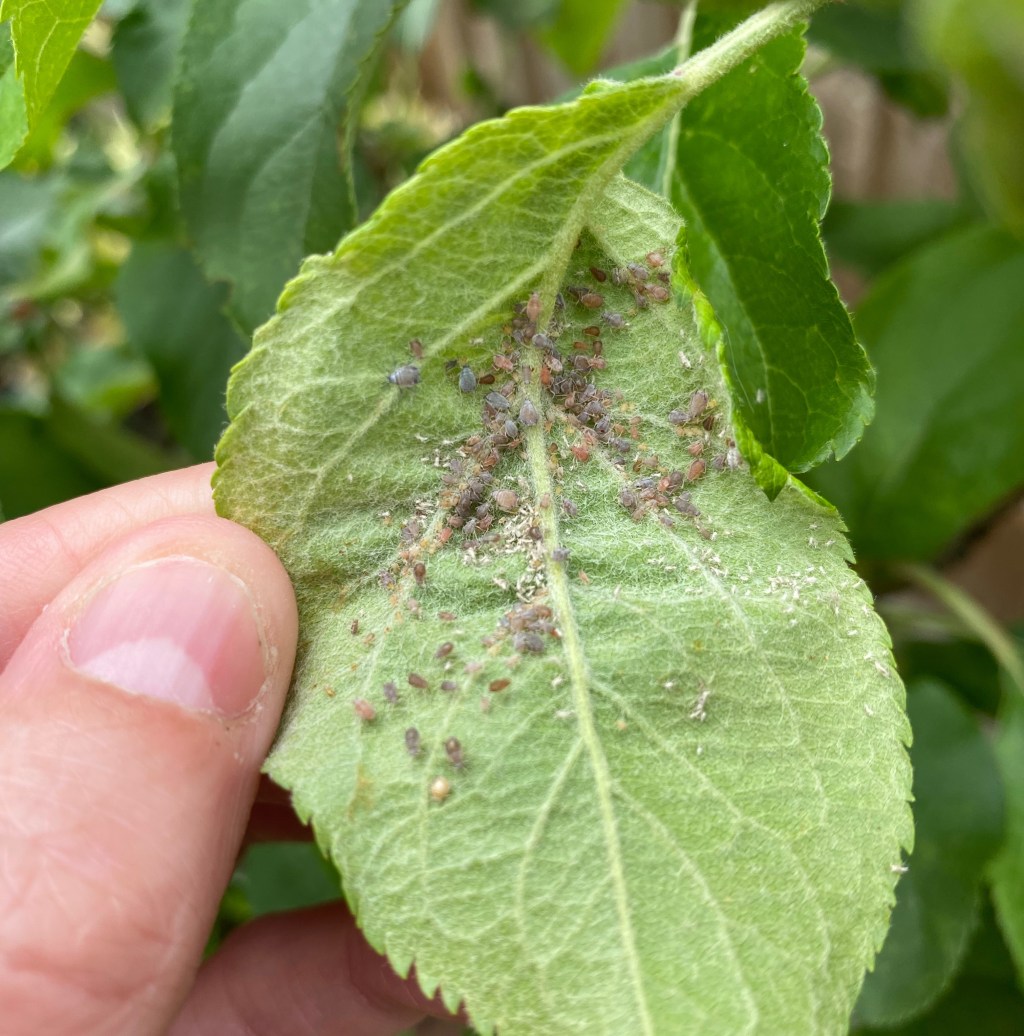 Pesky Pests in the Vegetable Garden – Aphids, Blackfly and&nbsp;Greenfly