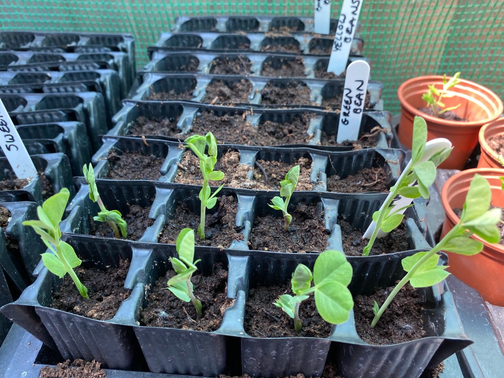 Week 1 in June – Vegetable Planting Progress