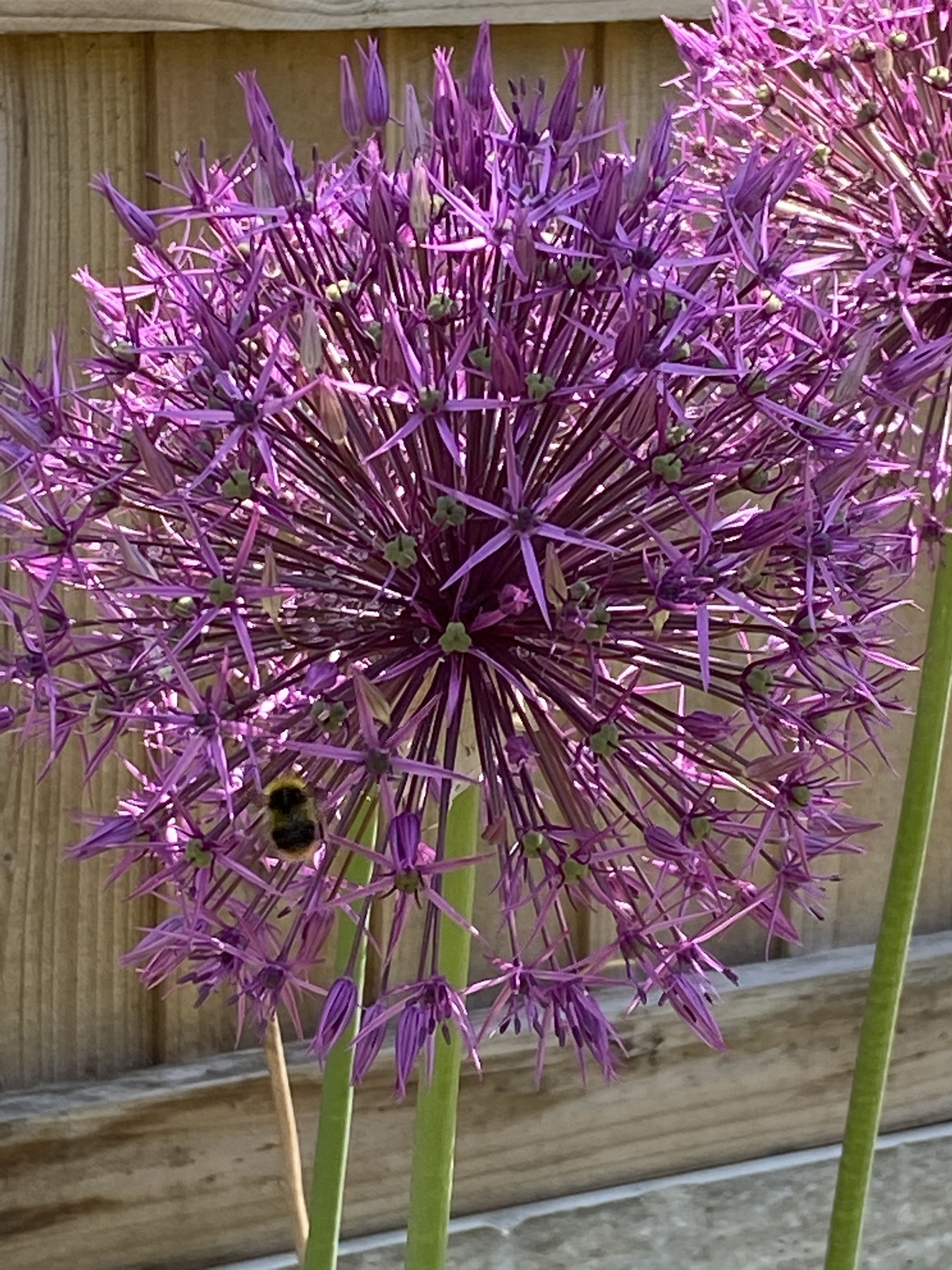 Giant pink allium with bee