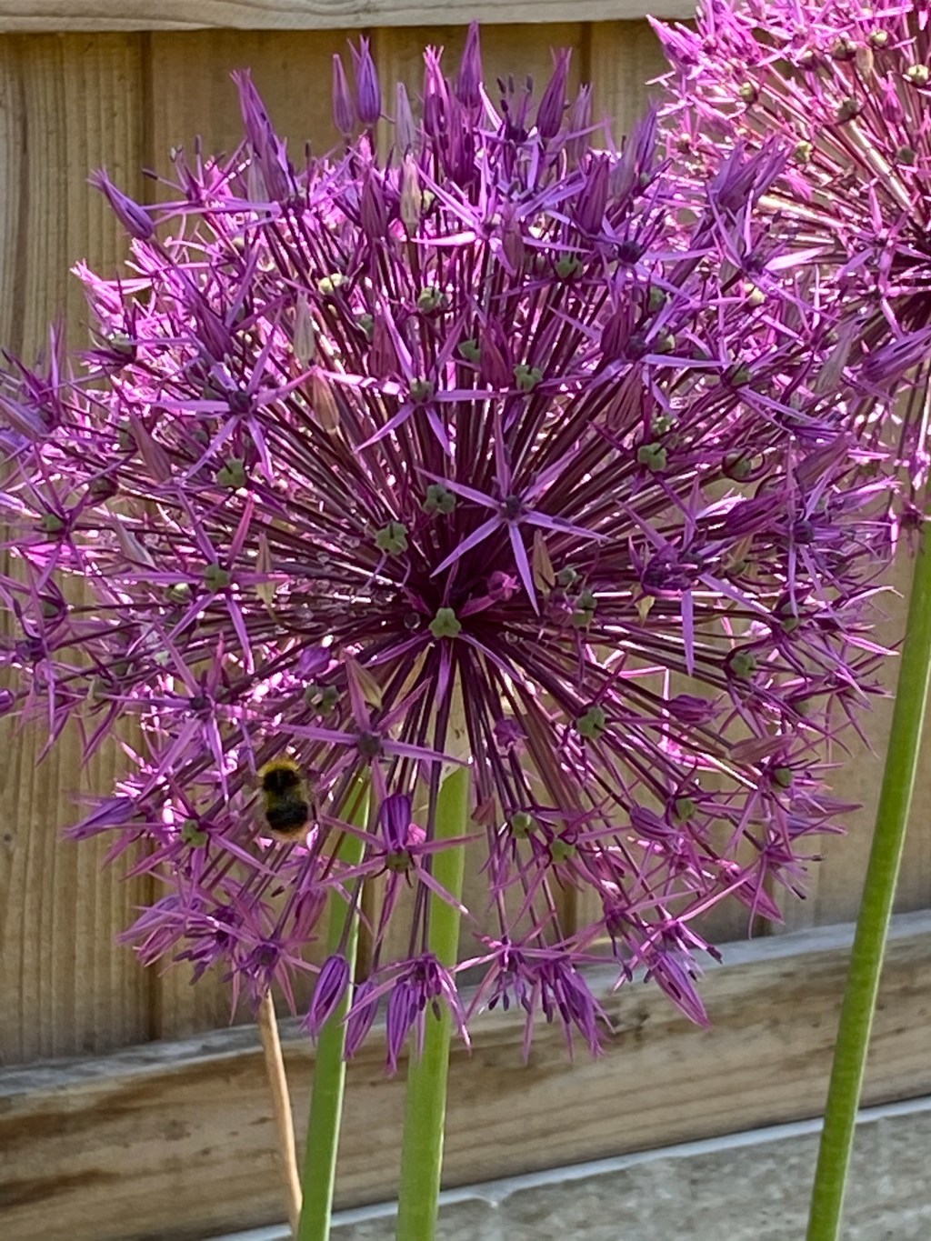 Week 2 in June – Vegetable Planting Progress
