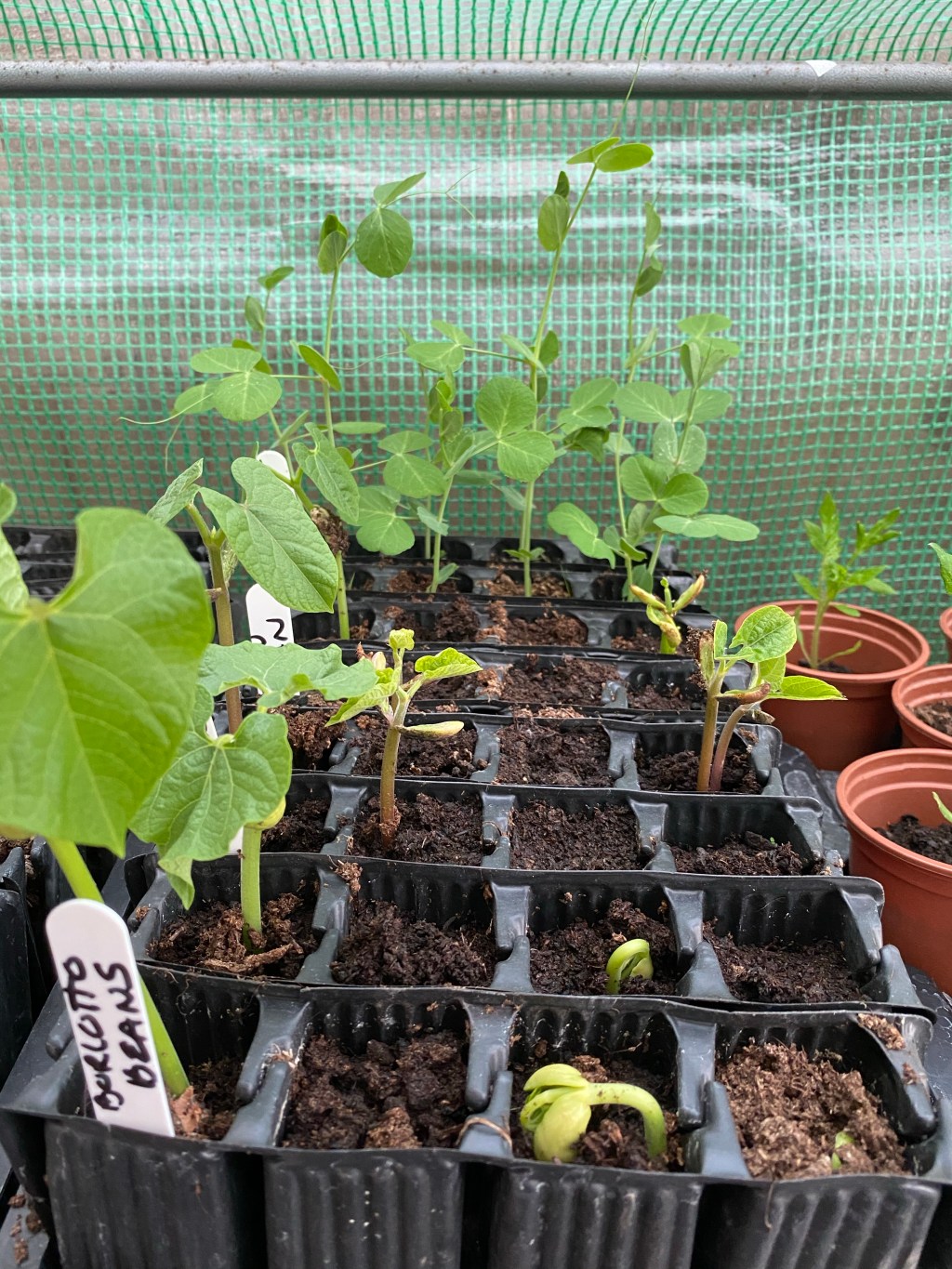 Vegetables to Sow in June