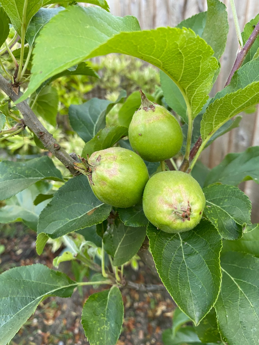 All About our Fruit Garden