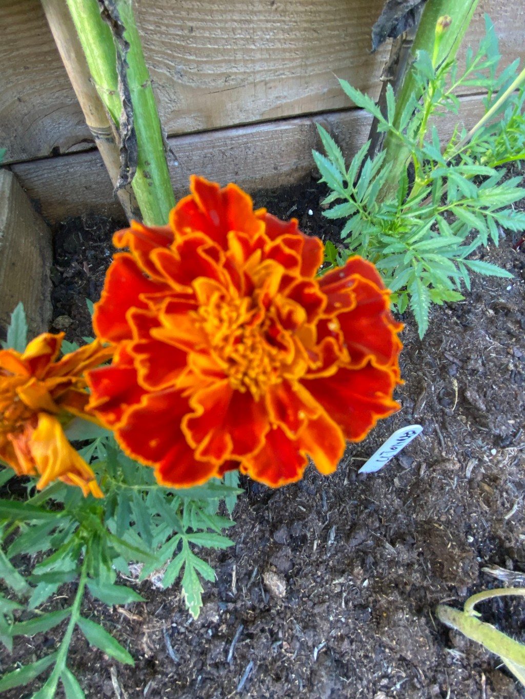 Update – The Marigolds Ring of Steel around the&nbsp;Tomatoes
