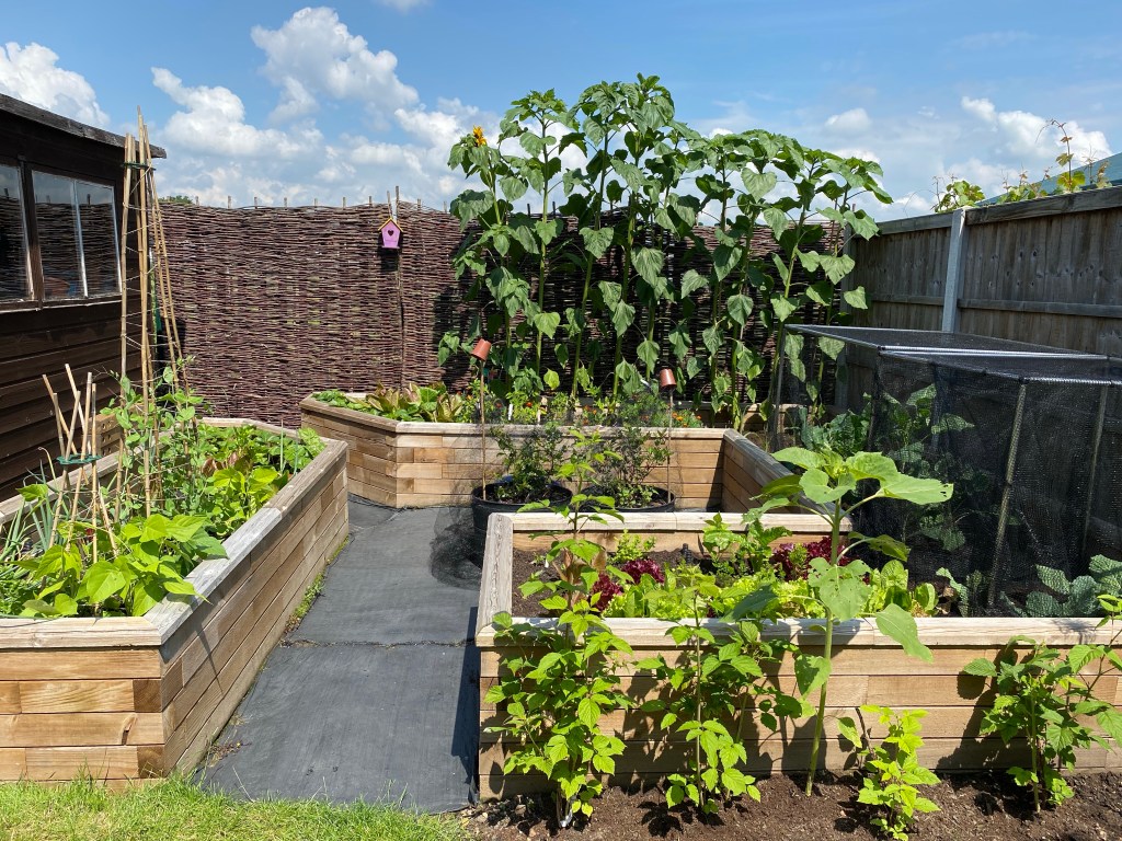 July – Vegetable Garden Update – Sweetcorn, Sunflowers, Strawberries, Squash.