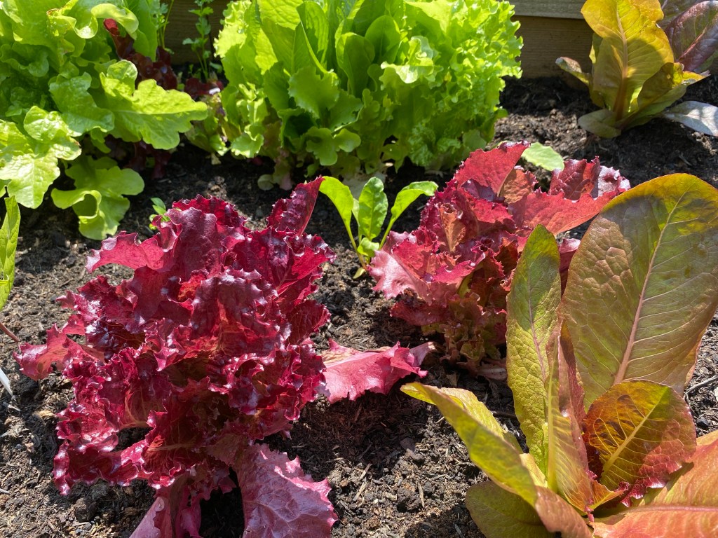 Colourful Salad Bowl Harvest