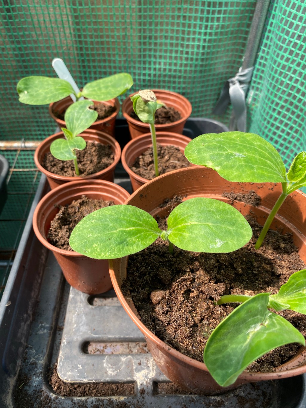 Growing Pumpkins for&nbsp;Halloween