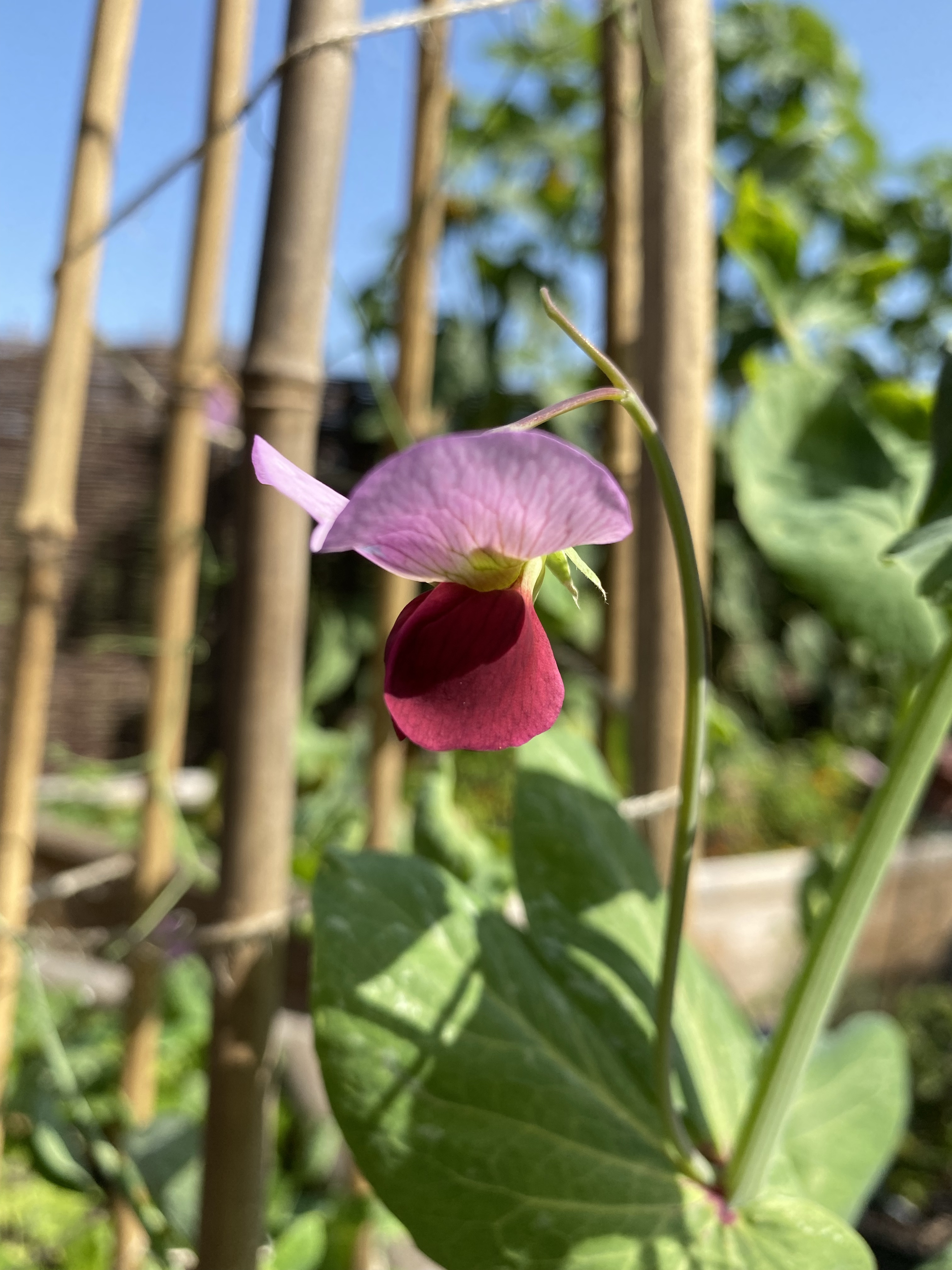 Mange tout gorgeous dark pink flower