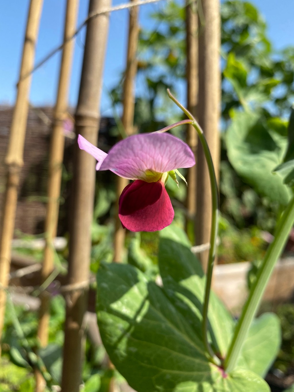 Beautiful Mange Tout Purple&nbsp;Flowers