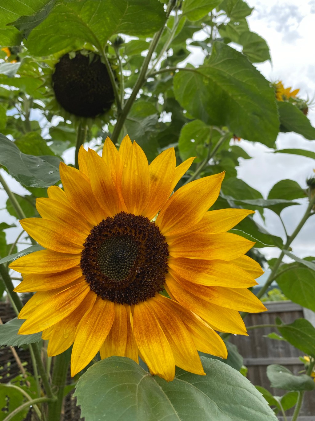 Vegetable Garden Trends 2024 – Let’s Grow&nbsp;Together