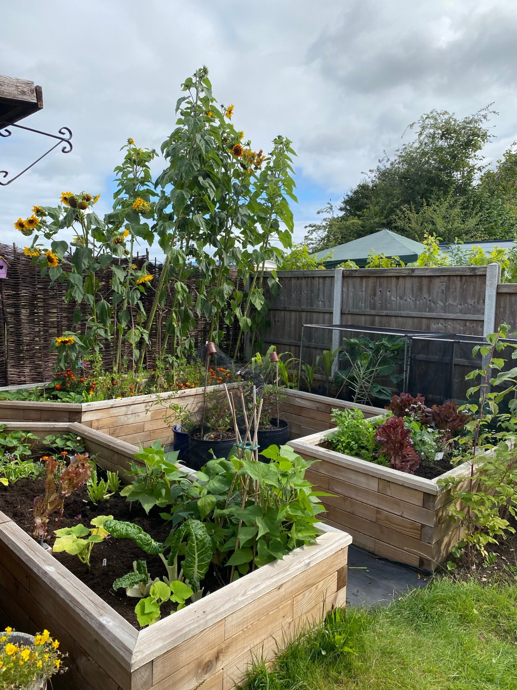 August in the Vegetable Garden