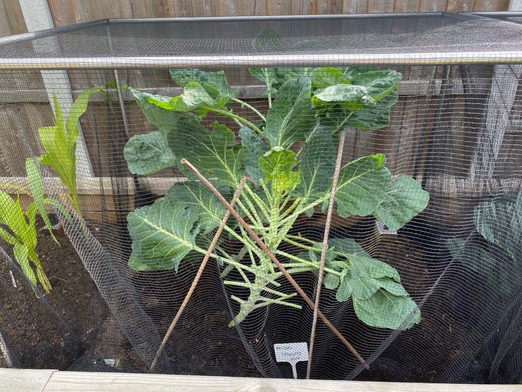 Update 1 – Keep Out Cabbage White Butterflies of my Brussels sprouts cage
