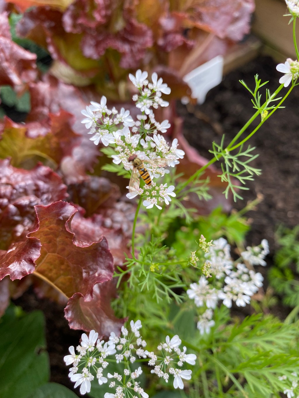 Flowers in the Vegetable Garden attract&nbsp;wildlife