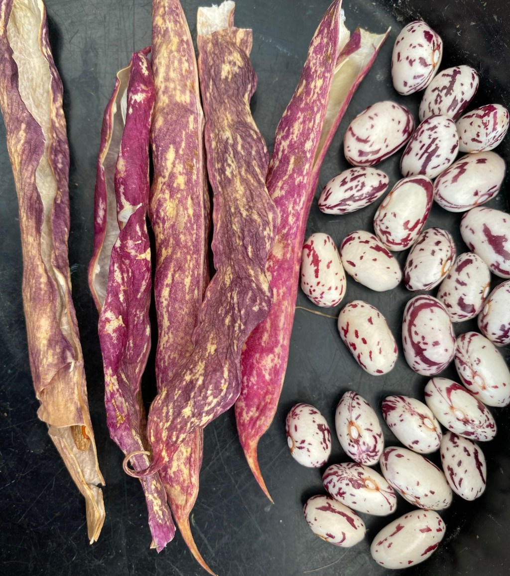 Interesting Vegetables – Growing Dwarf Borlotto&nbsp;Beans