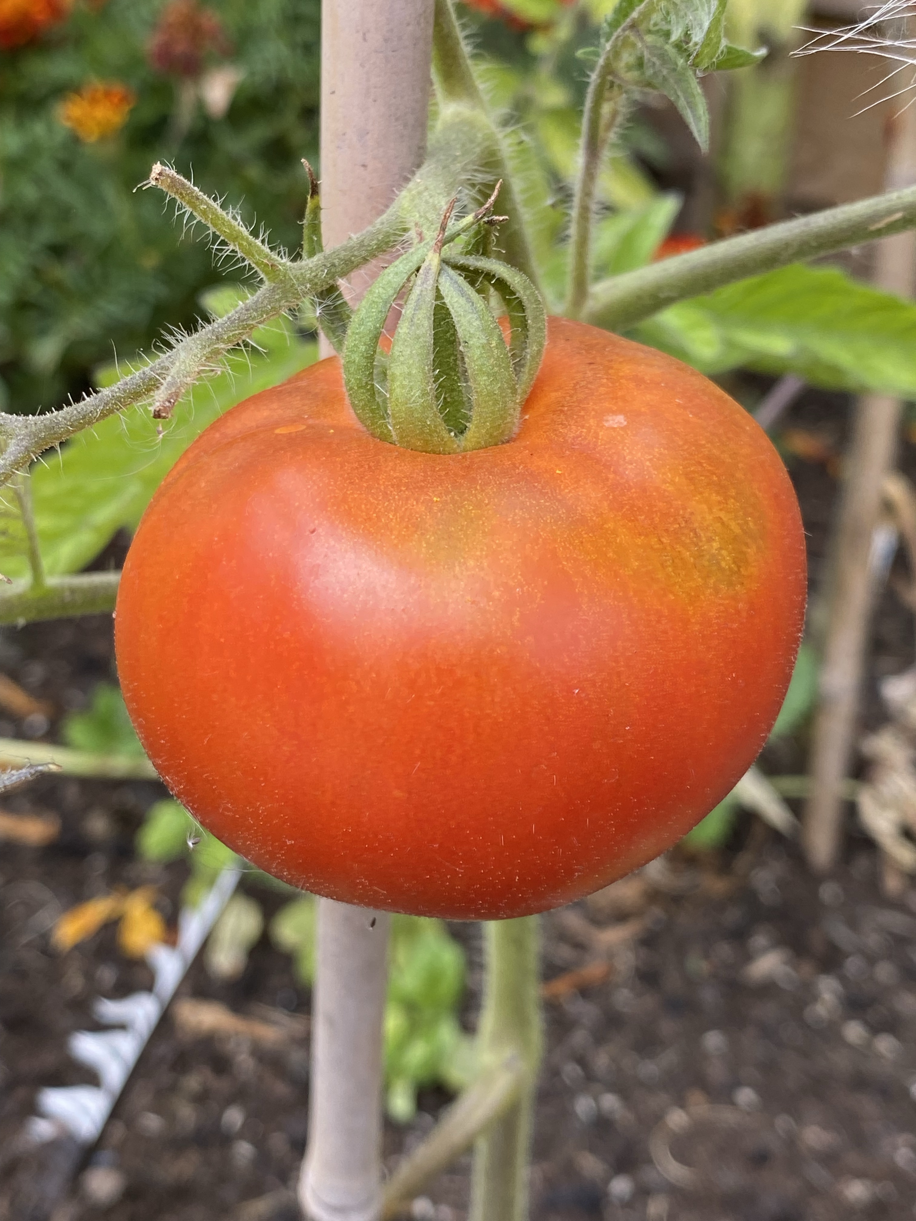Closeup of red tomato