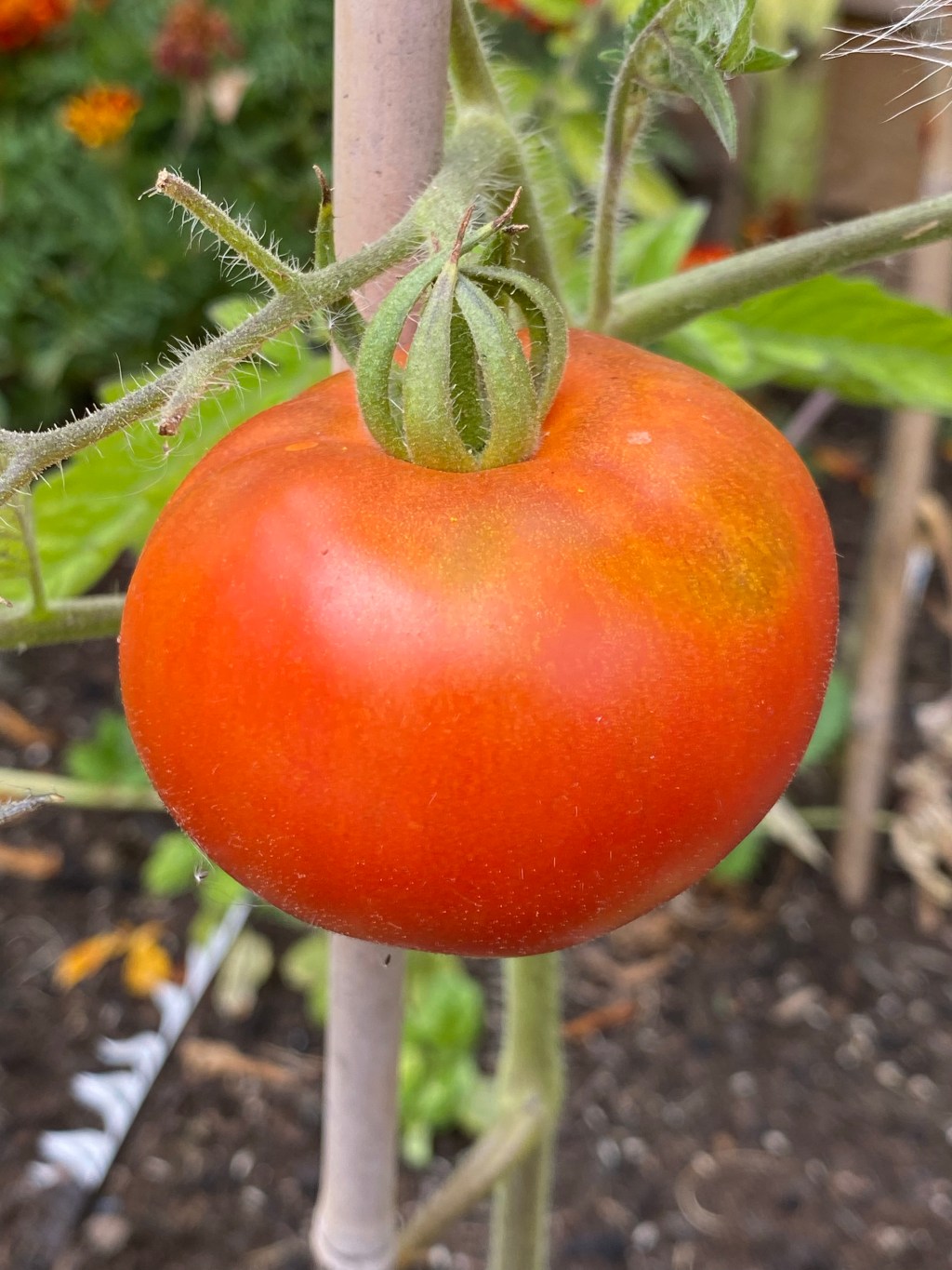 Red, Yellow, Orange and Green Tomatoes are&nbsp;here